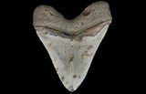 Bargain, Megalodon Tooth - North Carolina #67336-2